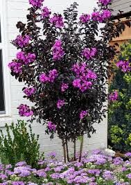 Crape Myrtle - Thunderstruck Lavender Skies