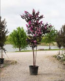 Crape Myrtle - Thunderstruck Lavender Skies