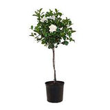 Gardenia - Aimee