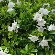 Gardenia - Aimee