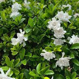 Gardenia - Aimee