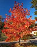 Red Maple