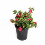 Azalea - Prize