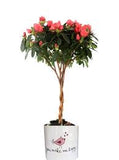 Azalea - Prize