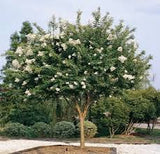 Crape Myrtle - Natchez