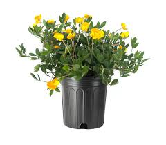 Perennial Peanut