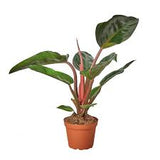 Rojo Congo Philodendron