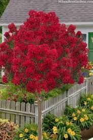 Crape Myrtle - Miss Frances