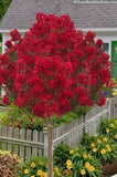 Crape Myrtle - Miss Frances