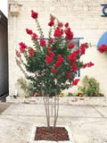 Crape Myrtle - Miss Frances