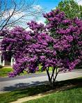 Crape Myrtle - Black Diamond Purely Purple