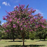 Crape Myrtle - Catawba Purple