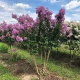 Crape Myrtle - Catawba Purple