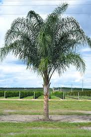 Queen Palm