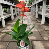 Canna Lily