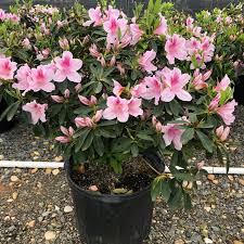 Azalea - George L. Taber