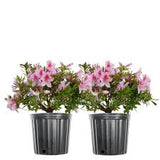 Azalea - George L. Taber