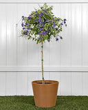 Sapphire Showers Duranta