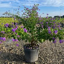 Sapphire Showers Duranta