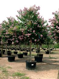 Crape Myrtle - Muskogee