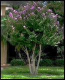Crape Myrtle - Muskogee