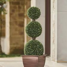 Podocarpus - Dwarf Pringles - Topiary