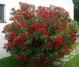 Oleander