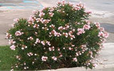 Oleander