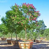 Crape Myrtle - Tuskegee