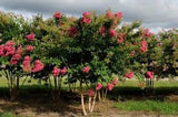 Crape Myrtle - Tuskegee