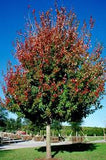 Florida Flame Red Maple
