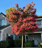 Crape Myrtle - Tuscarora