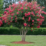 Crape Myrtle - Tuscarora