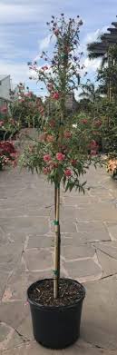 Panama Rose