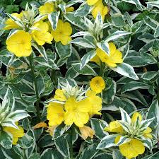 Variegated Primrose