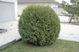 Arborvitae - Thuja - Topiary