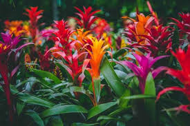 Bromeliad - Assorted