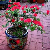 Dwarf Red Powder Puff