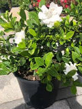 Gardenia - Veitchii