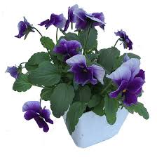 Pansy