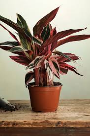 Triostar - Stromanthe