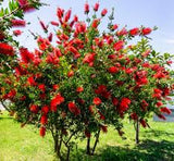 Bottlebrush - 'Red Cluster'