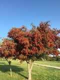 Bottlebrush - 'Red Cluster'