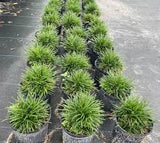 Mondo Grass