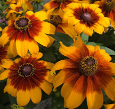 Black Eyed Susan (Rudbeckia)