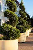 Brodie Cedar - Topiary