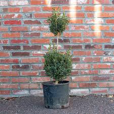 Brodie Cedar - Topiary