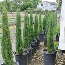 Italian Cypress