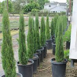 Italian Cypress