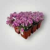 Alyssum